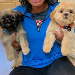 Shih Tzu Puppies from Shantii's Shih Tzu's