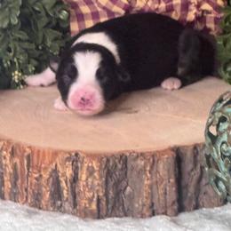 (Paul) McCartney - Black tri male Miniature Australian Shepherd puppy in California from Eagle River Aussies