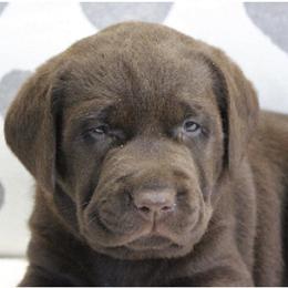 Cavalier King Charles Spaniel and Labrador Retriever Puppies from Camden's Caring Canines