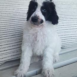 Tokyo-agouti parti - Phantom male Poodle puppy in Cypress Inn, Tennessee from Nine Pines Poodles