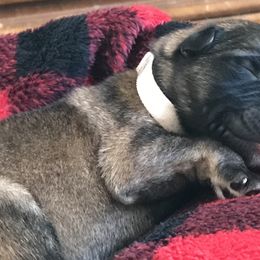 Boy 1 - German Shepherd puppy in Ostrander, Ohio from HVC Kennels-Home of Von Monray Elite German Shepherds