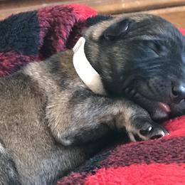 Boy 1 - German Shepherd puppy in Ostrander, Ohio from HVC Kennels-Home of Von Monray Elite German Shepherds