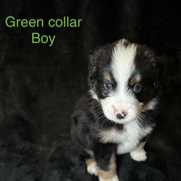 Miniature American Shepherd Puppies from Kayla Tarver