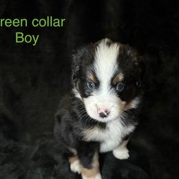 Miniature American Shepherd Puppies from Kayla Tarver
