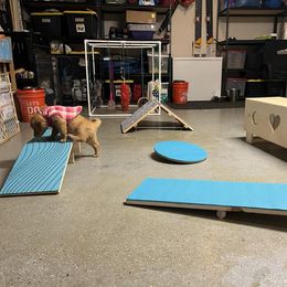 Golden Retriever Puppies from Geronimo Golden Retrievers