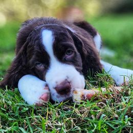 English Springer Spaniels from Cashmere ESS