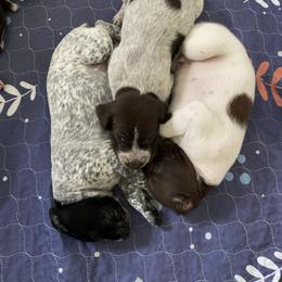 German Shorthaired Pointer Puppies from Thunder Mountain Gun Dogs