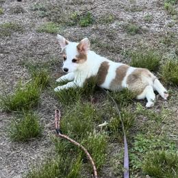 22 Pink Collar - White and black female Pembroke Welsh Corgi puppy in Port Republic, Maryland from Bestfurends
