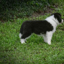 Border Collie Puppies from Shorewind Border Collies