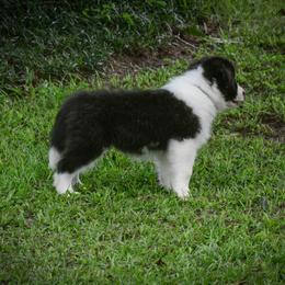 Border Collie Puppies from Shorewind Border Collies