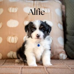 Alfie - reserved - Black tri male Miniature American Shepherd puppy in Puyallup, Washington from TRAILS END Minis