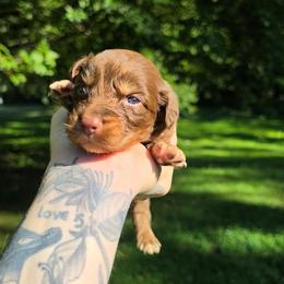 Hawk - Red tri-color male Australian Shepherd puppy in London, Kentucky from Kenmont Kennels