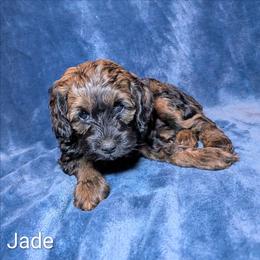 Jade - Brown and tan female Cockapoo puppy in Sunset, Louisiana from Cano Cockapoos