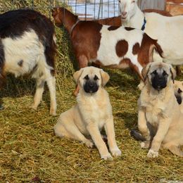 Anatolian Shepherd Dog Puppies from Wanyama Ranch Anatolians