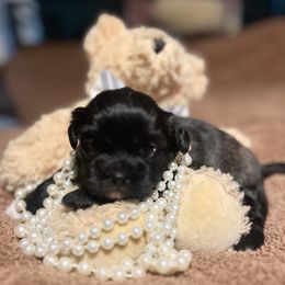 Princess Leia - Brindle female Shih Tzu puppy in Wilkesboro, North Carolina from Frannie and Annie Shih Tzu Babies