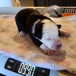 Mercy - Black & white female Miniature Australian Shepherd puppy in Marysville, Washington from Garay Mini Aussies