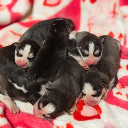 Boy 2 - Black and white male Siberian Husky puppy in Solon Springs, Wisconsin from Werpstead Shorties