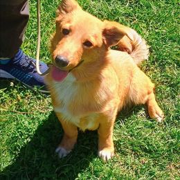 Particolor - Sable female American Corgi puppy in Ellensburg, Washington from Faery Mount Farm