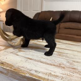 Boy green - Black male Labrador Retriever puppy in Ruth, Mississippi from Red White & True Labradors