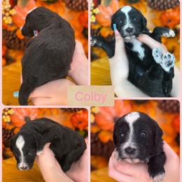 Colby - Black female Goldendoodle puppy in Decatur, Tennessee from Diamond's Doodles