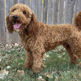 Poodle All Grown Up from Dynasty Ridge