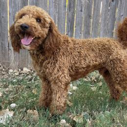 Poodle All Grown Up from Dynasty Ridge