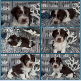 Hickory -  AKC - Chocolate male Havanese puppy in Verden, Oklahoma from Holcombs Puppy Ranch