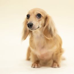Blanche - Dachshund