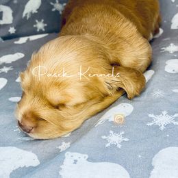 Dachshund Puppies from Pasek Kennels