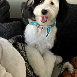 Khloe - Sheepadoodle
