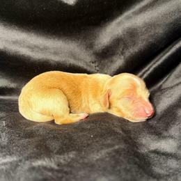 Pippi - Cream male Dachshund puppy in Washburn, Tennessee from Broken Arrow Miniature Dachshunds