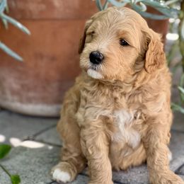Sandbar - Apricot Goldendoodle puppy in Santa Barbara, California from K+C Doodles