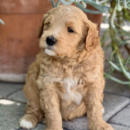 Sandbar - Apricot Goldendoodle puppy in Santa Barbara, California from K+C Doodles
