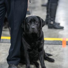 Labrador Retriever Puppies from Clearwater Labradors