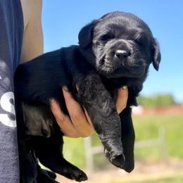 Magic - Black male Labrador Retriever puppy in Baldwin City, Kansas from Hedge Lane Labradors