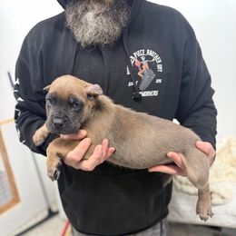 Blue collar - Gray and fawn male Cane Corso puppy in Morgan Hill, California from Corso Empire