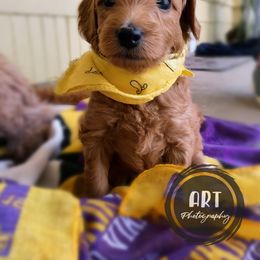 Goldendoodle Puppies from BasilBella’s Doodles
