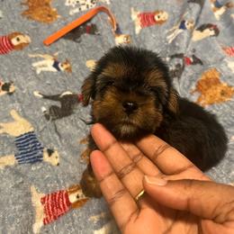 Taz - Black and tan male Yorkipoo puppy in Gastonia, North Carolina from Dynasty Kennel