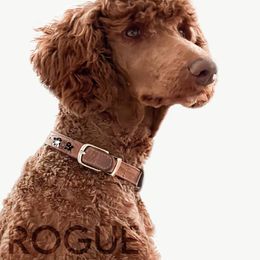 Poodle All Grown Up from Poodles of Pony Express