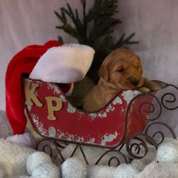 Golden Retriever Puppies from KP Golden Retrievers