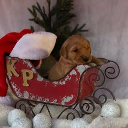 Golden Retriever Puppies from KP Golden Retrievers