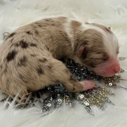 Dancer - Red merle female Toy Australian Shepherd puppy in Blacksburg, South Carolina from Blue’s Family Aussies