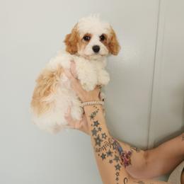 Boo Boo - Blenheim male Cavapoo puppy in Saint Cloud, Florida from Rising Star Kennels