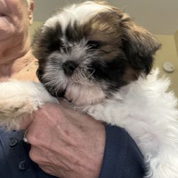 Dreamer sky blue - Chocolate male Shih Tzu puppy in Temple, Pennsylvania from Kathy Diego's Shih Tzus