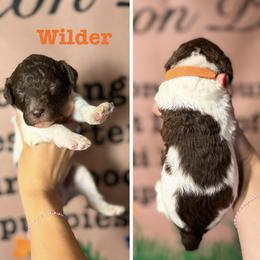 Wilder (Orange Collar Male) - Parti male Poodle puppy in Jasper, Georgia from Harrington Doodles & Poodles