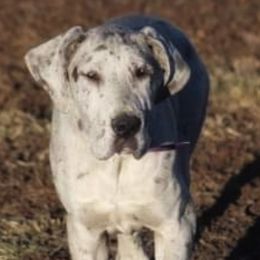 Galaxy - Great Dane