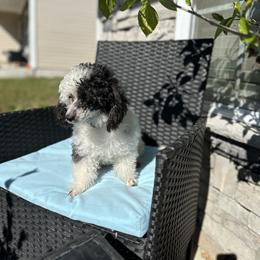 Poodle All Grown Up from Parti-Pawz