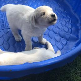 Golden Retriever, Poodle, and Shih Tzu Puppies from Shih Tzu Castle & Platinum Paws