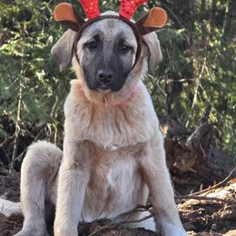 Freya - Fawn female Kangal puppy in Anderson, California from VSH Kangal Dogs