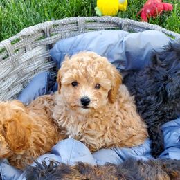 Poodles from Dawn Campbell
